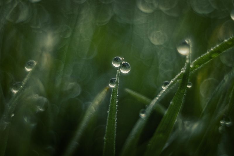 Бриллианты январских трав. фото превью