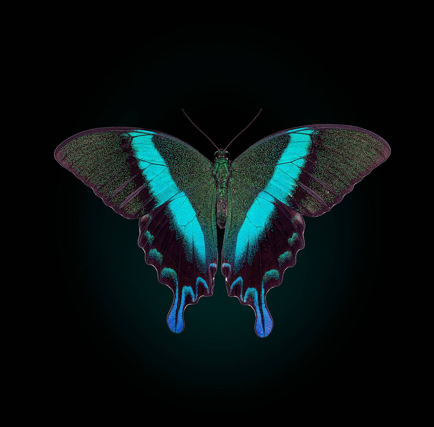 lepidoptera, papilionidae, papilio blumei, парусник блюме, sklandūnas, Kavaliauskas Eugenijus