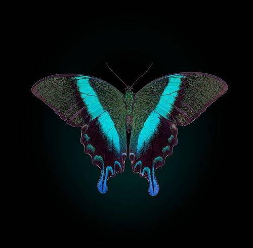 Парусник Блюме