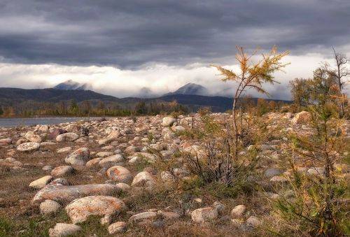 Сибирская пальма