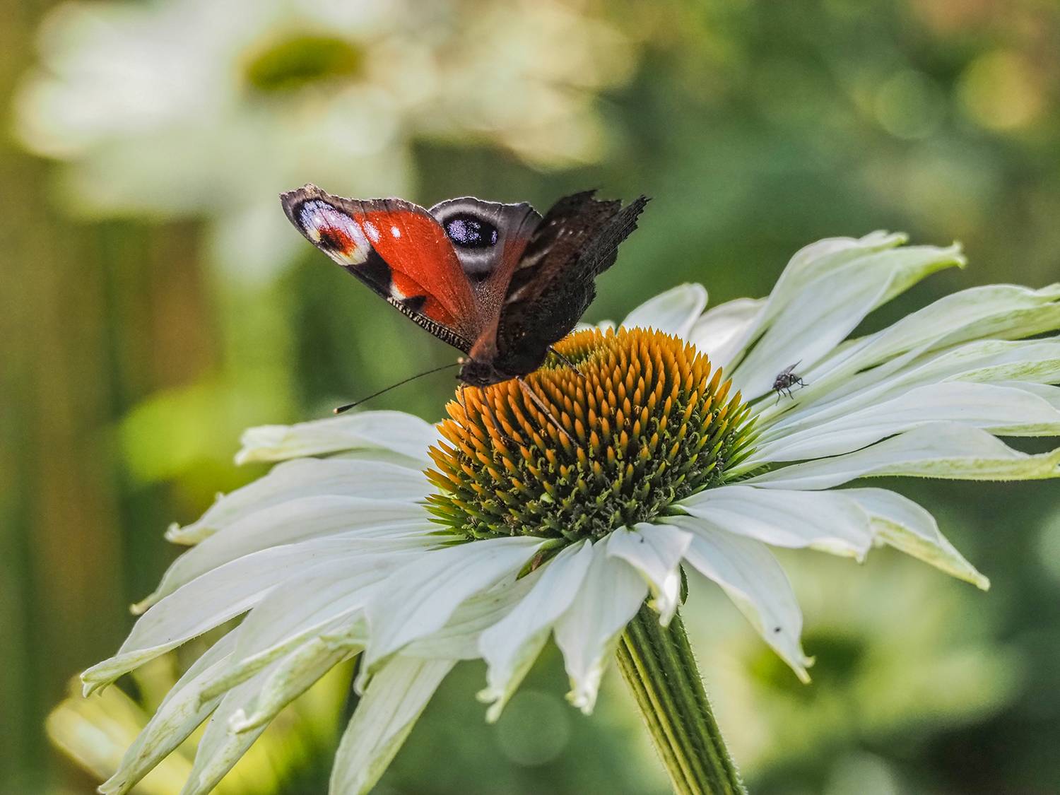 павлиний глаз, бабочка, Духанин Сергей