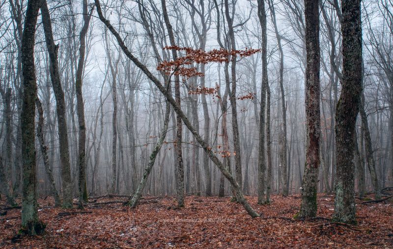 крым, куш-кая, пейзаж, ласпи,  crimea, landscape, куш кая, крымский пейзаж, зима в крыму, nature, природа, foggy, forest Январь на Куш-Кая фото превью
