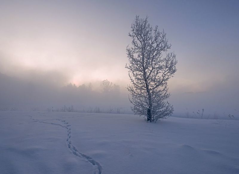 зима, рассвет, мороз Следы фото превью