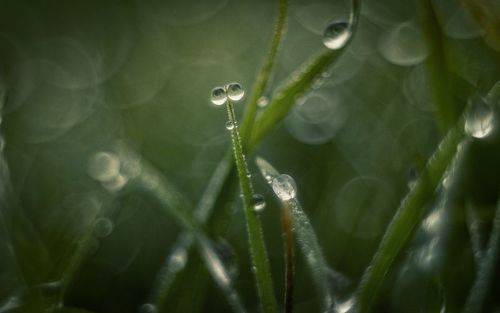 Холодные росы январской травы.