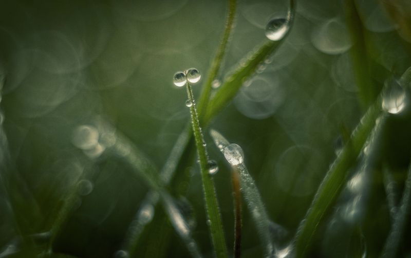 Холодные росы январской травы. фото превью
