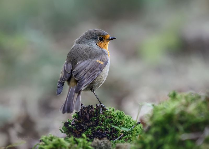 зарянка, малиновка, фотоохота Зарянка фото превью