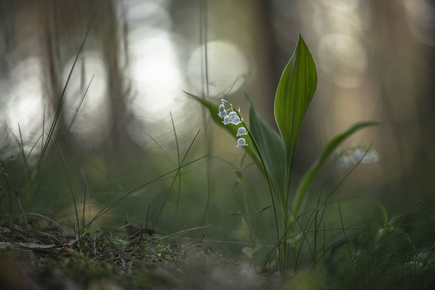 ландыши, весна, свет, лес, макро, природа, воронеж, геннадий мещеряков, nikon d 850, carl zeiss makro-planar t* 100mm f/2 zf.2, Мещеряков Геннадий