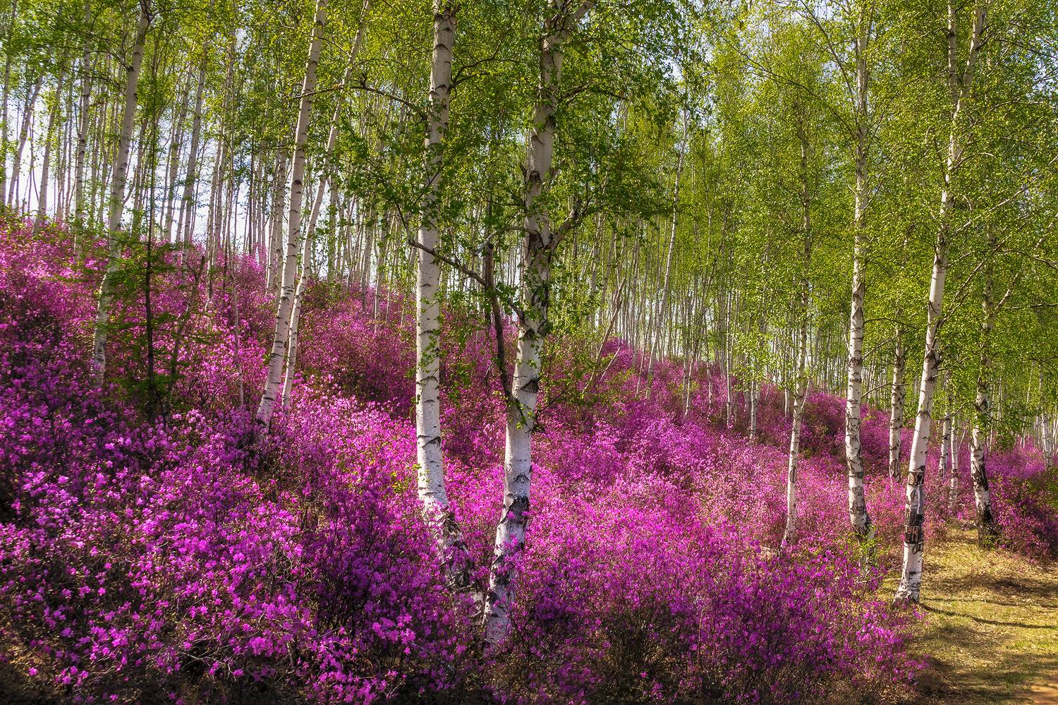 лес, весенний лес, цветение, рододендрон даурский, рододендрон, багульник, весна, забайкалье, забайкальский край, сибирь, чита, Zakharov Armen