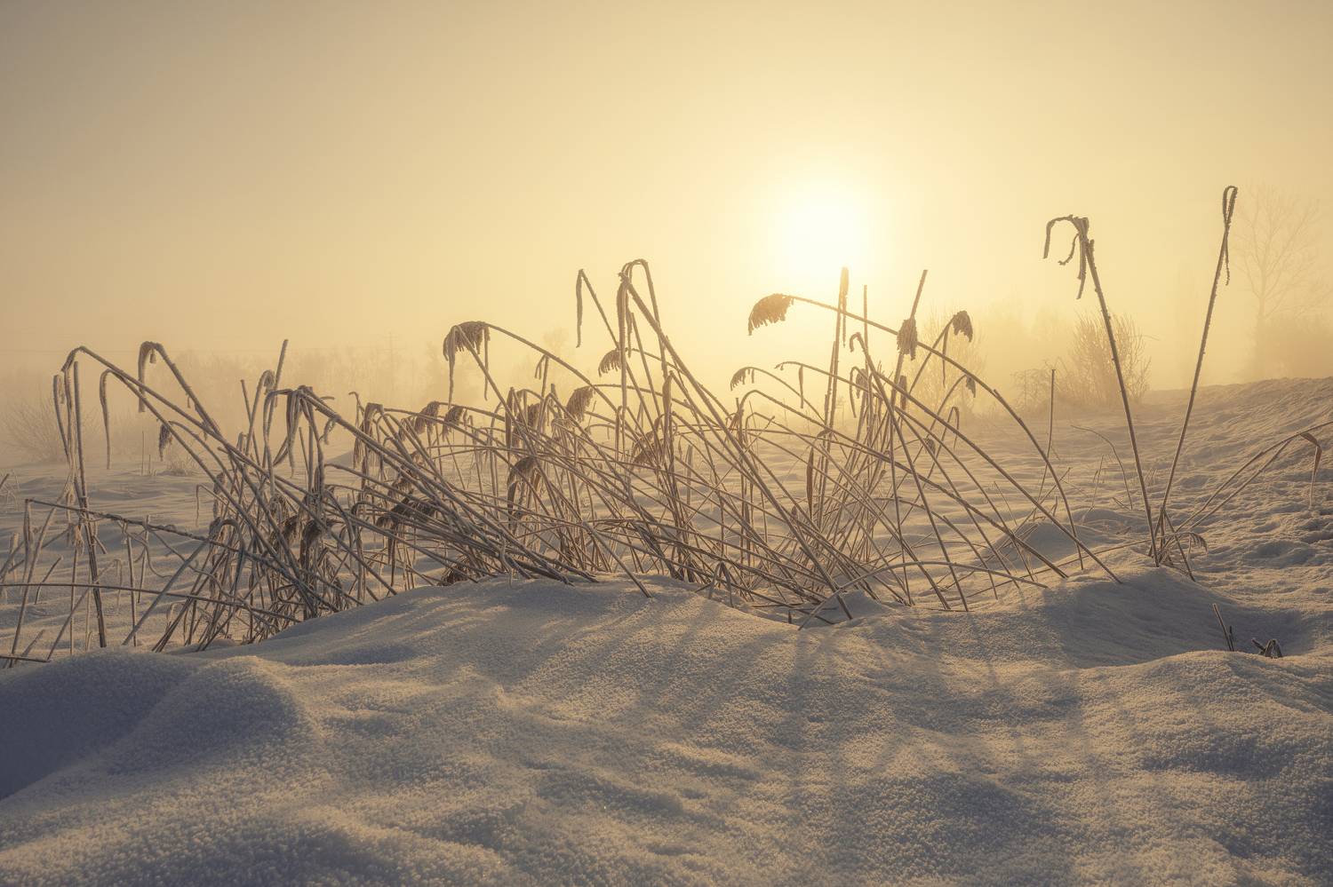 , Маджаров Костадин