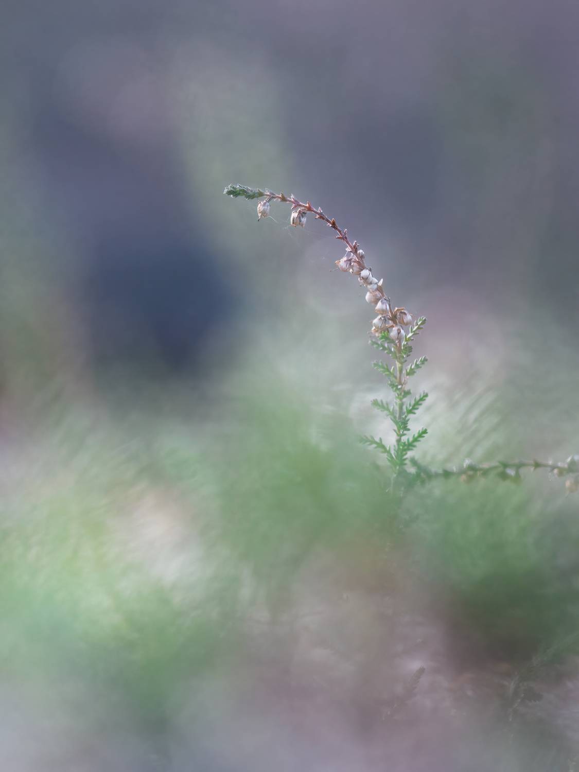 макро, природа, вереск, растения, арт, nature, canon, Пронин Денис
