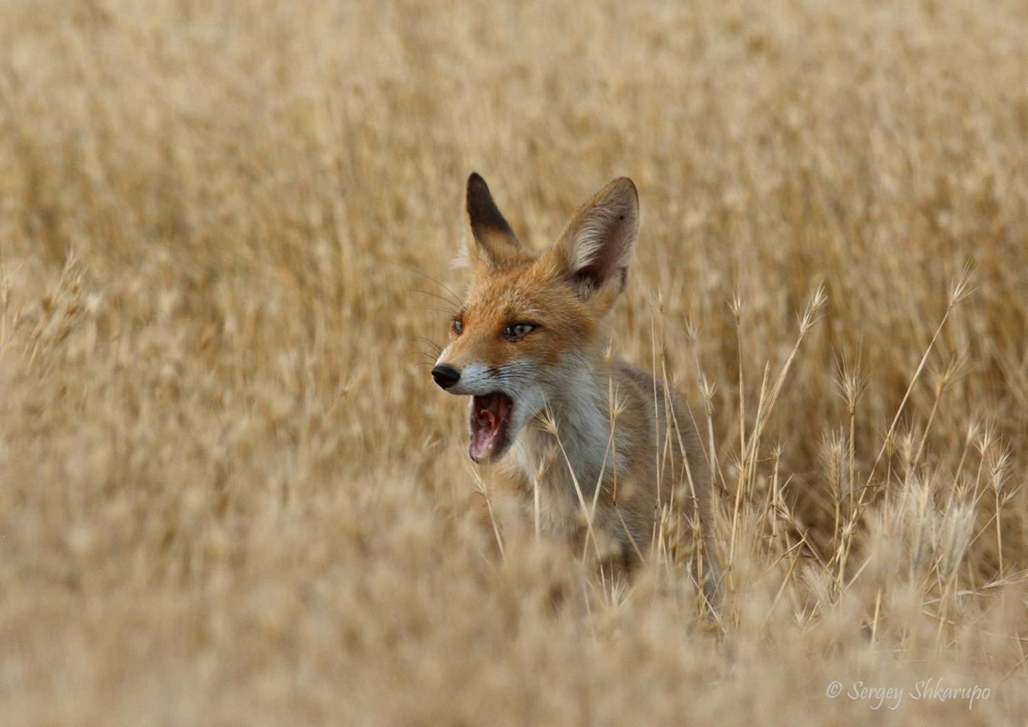 , Сергей Шкарупо