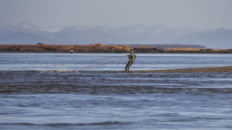 рыбалка, камчатка, невод, сеть, река, лосось Рыбак. Соболевский район фото превью