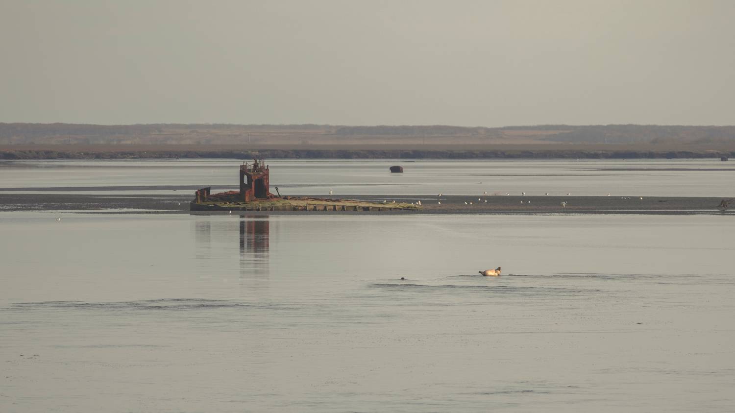 соболево, млекопитающие, устья, река, камчатка, нерпа, морские животные, закат, Goiiiguk Vladimir