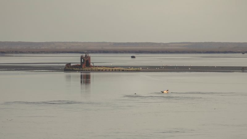 соболево, млекопитающие, устья, река, камчатка, нерпа, морские животные, закат На расслабоне фото превью