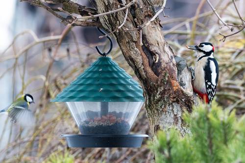 Шведский стол