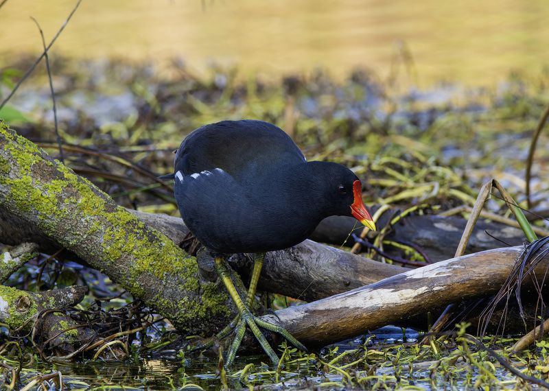 Камышница. фото превью