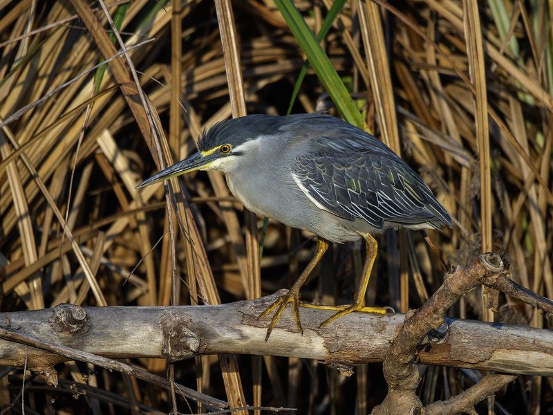 Зелёная кваква. фото превью