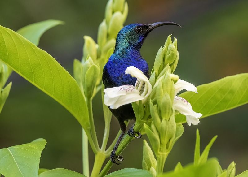 Палестинская нектарница. фото превью