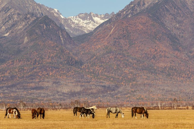 Пастораль Тункинской долины фото превью