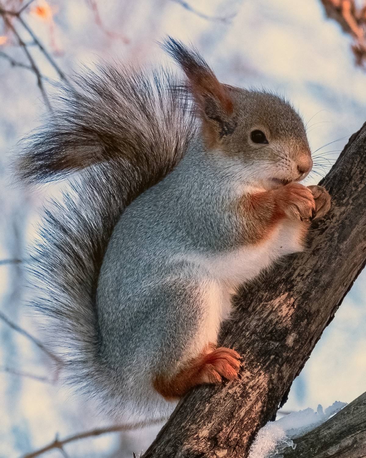 белка, зима, орехи, белка на дереве, Наталья Максимова