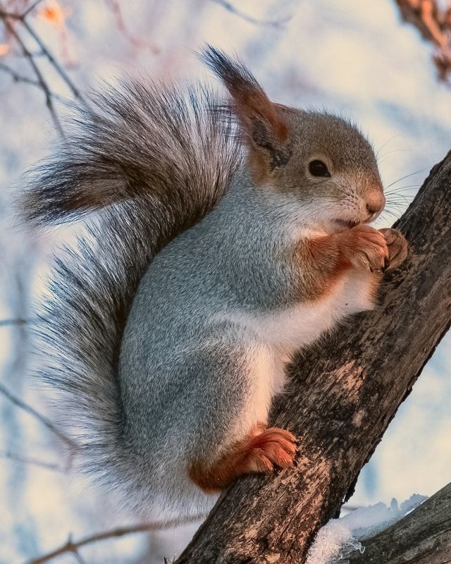 белка, зима, орехи, белка на дереве Белка с орехом фото превью