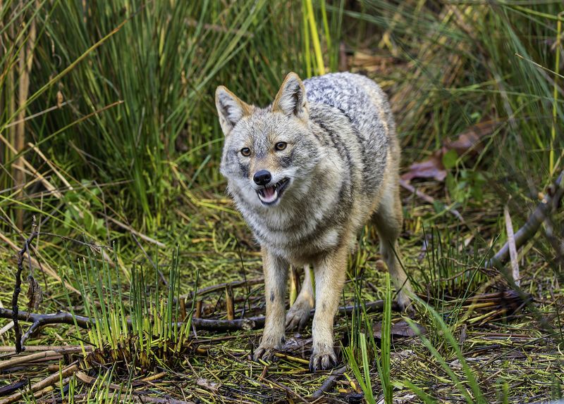 Золотистый шакал. фото превью