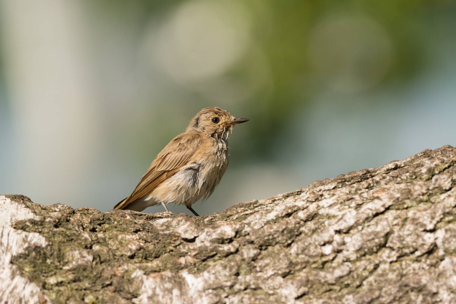 мухоловка, серая мухоловка, птица, птицы, лето, новосибирск, Воронов Денис