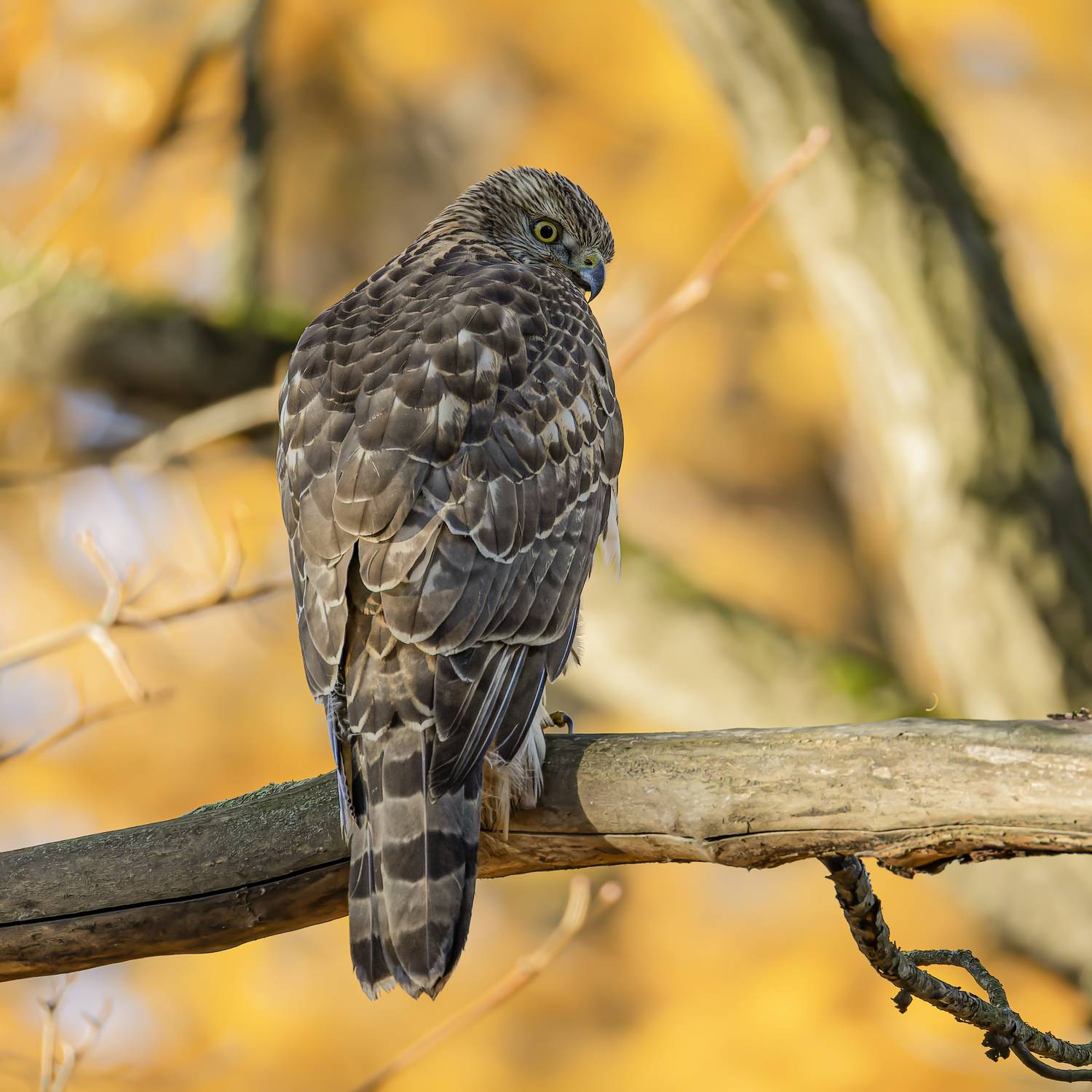 тетеревятник, ястреб, птицы, хищник, осень, фотоохота, птицы, Руслан Pl
