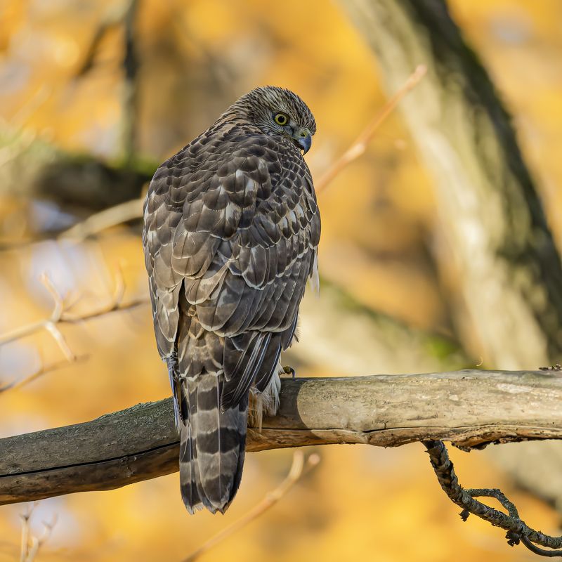 тетеревятник, ястреб, птицы, хищник, осень, фотоохота, птицы Осень. Тетеревятник фото превью