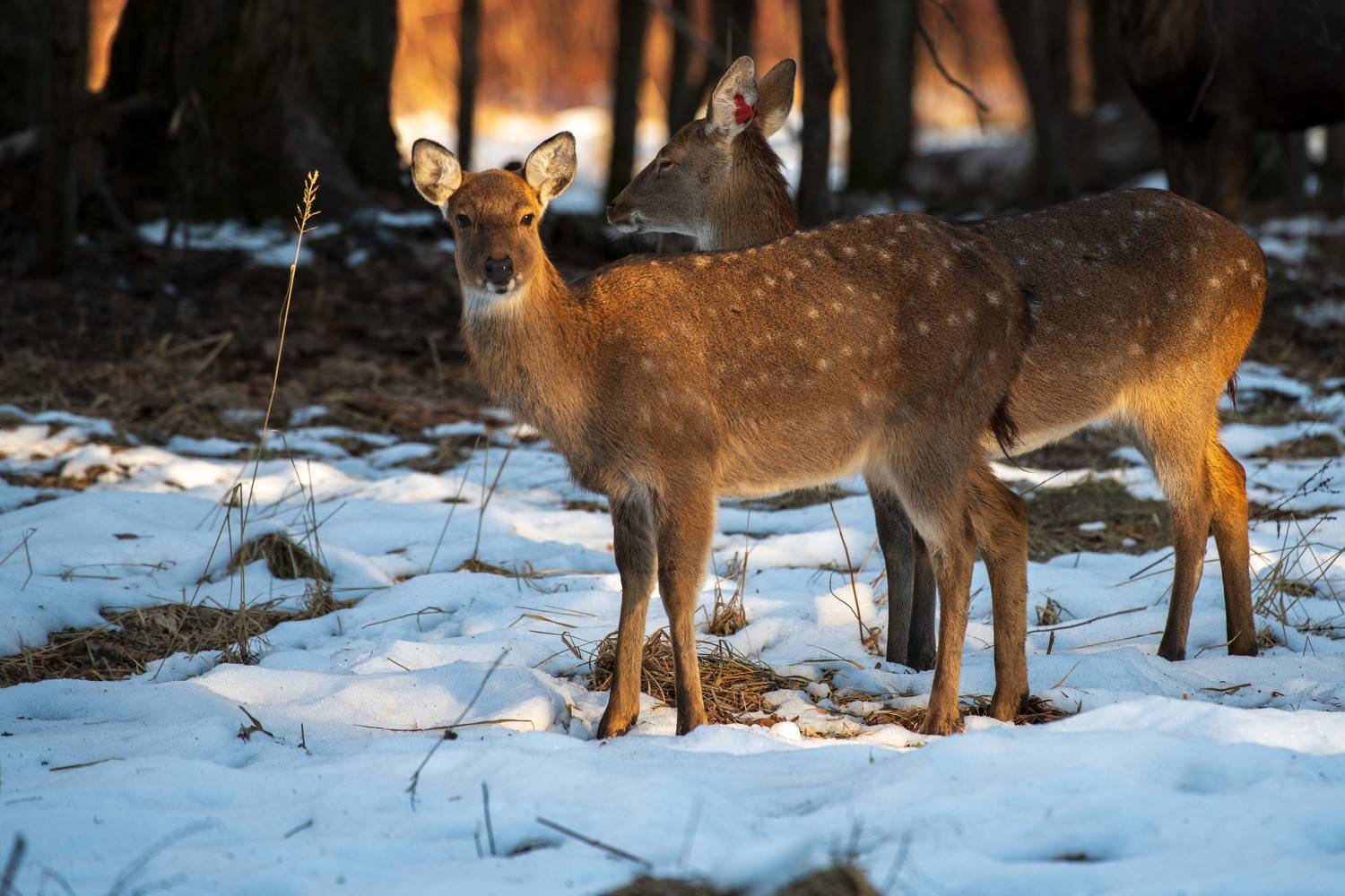 , Павел Ныриков