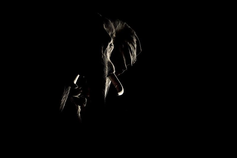 Слоны в ночи фото превью