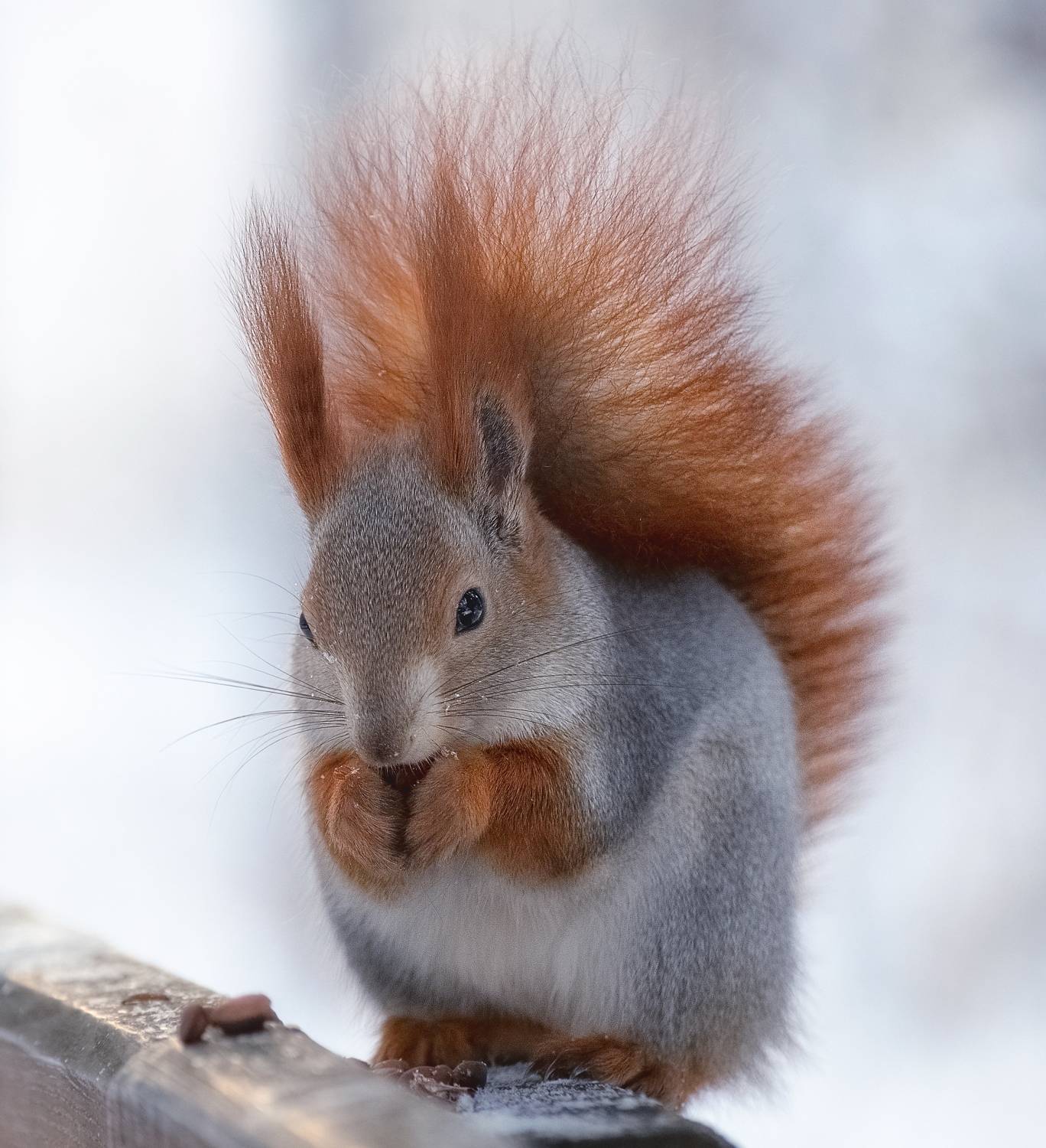 сибирь, зима, белка, рыжая белка, Фомина Марина