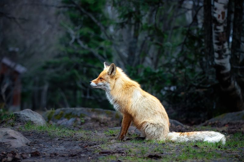 Уральская лиса фото превью