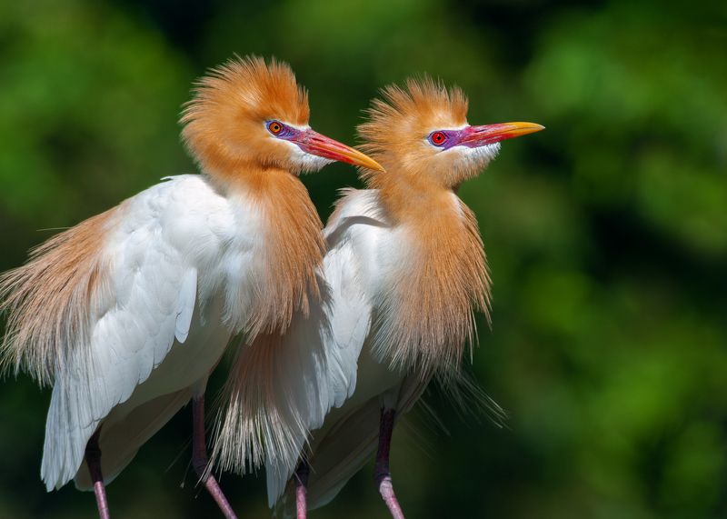 Звездная пара фото превью