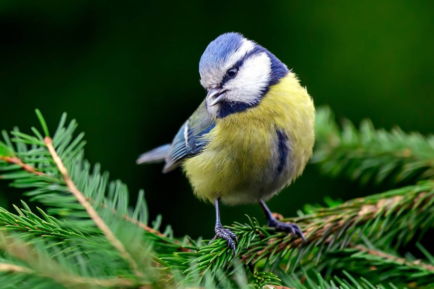 , Пупонин Сергей