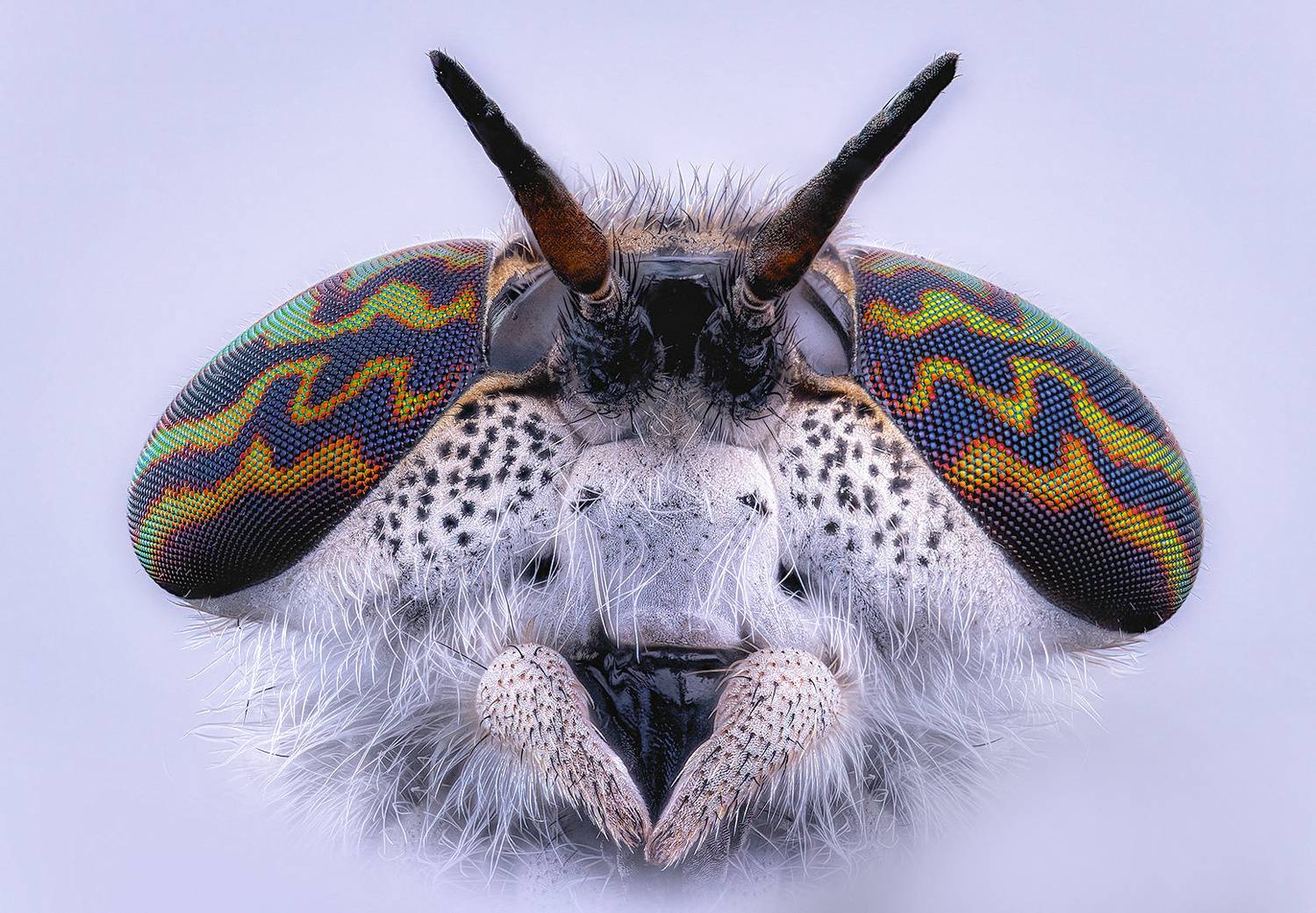 diptera, haematopota pluvialis, дождёвка обыкновенная, paprastasis žabalis, Kavaliauskas Eugenijus