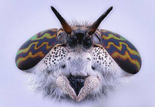 Дождёвка обыкновенная