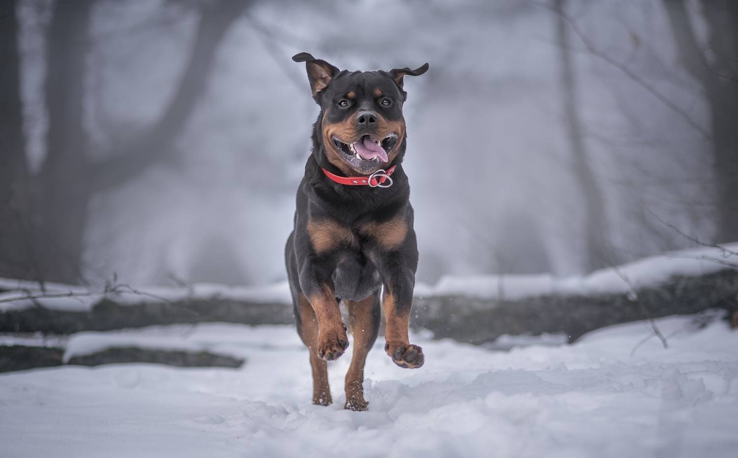 , Яна Кудлай