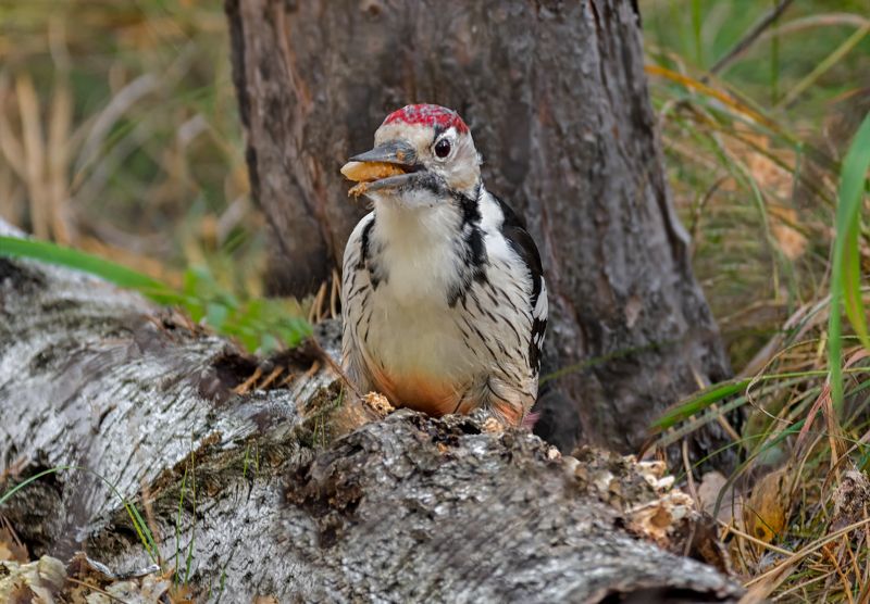птица, белоспинный дятел, добыча, лес, Белоспинный дятел (3 ФОТО) фото превью