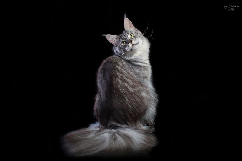 Уши, уши, а главное хвост фото превью