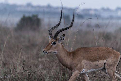 Kenya Wildlife Animals Paradise 