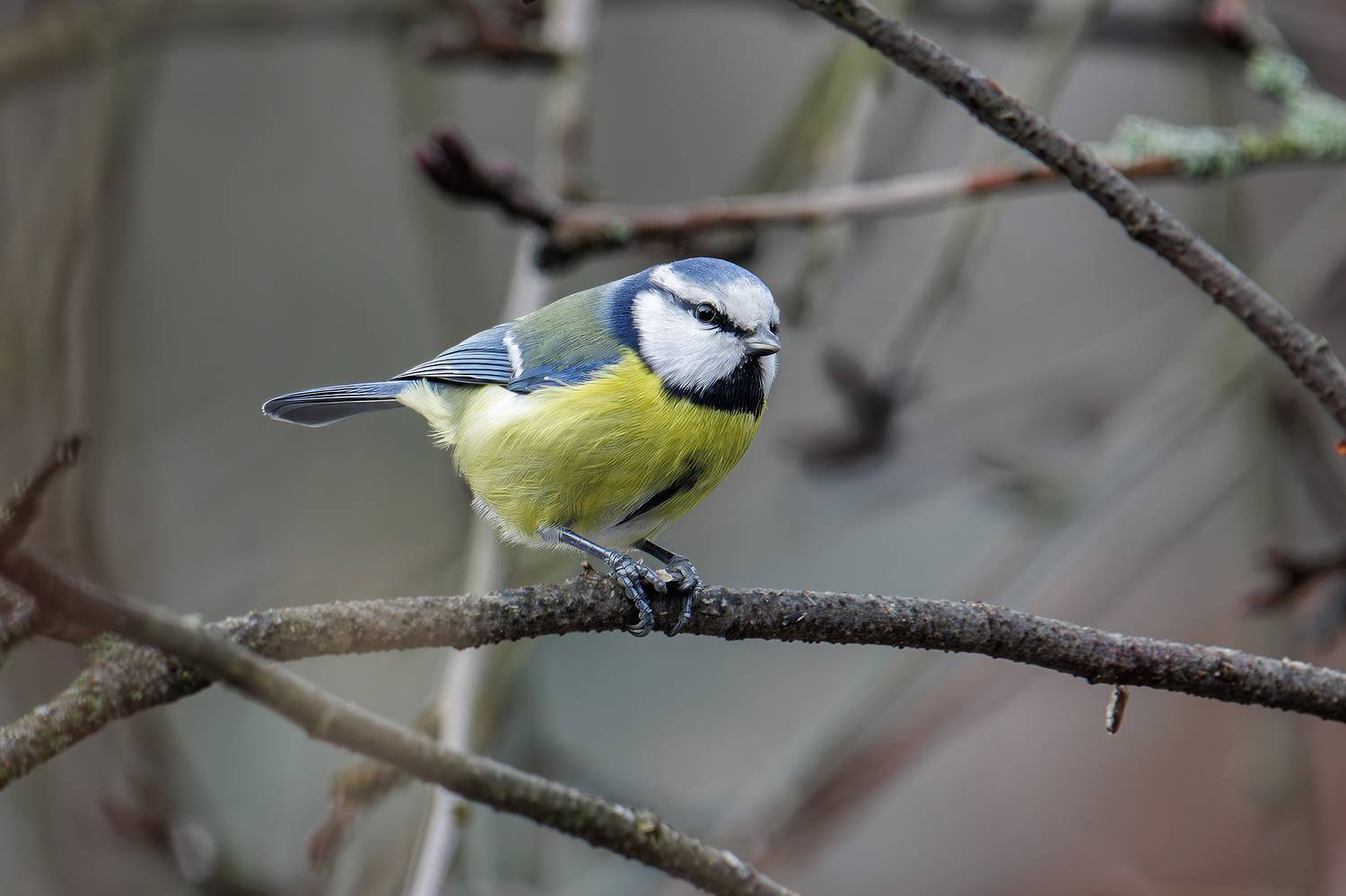 , Морозов Сергей