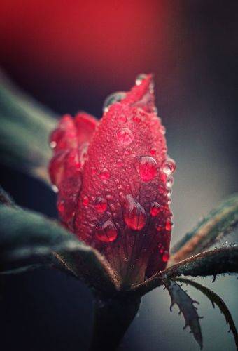 В городе - время январских роз!