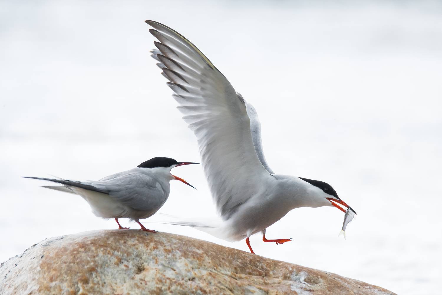 Речная крачка, брачные игры птиц, ухаживания птиц, рыбка в клюве, Соварцева Ксения
