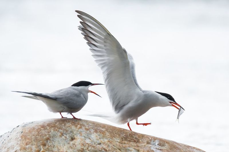 Речная крачка, брачные игры птиц, ухаживания птиц, рыбка в клюве Красуясь фото превью