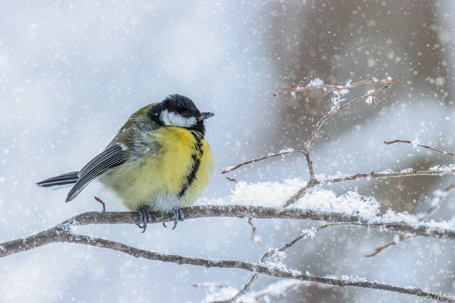 синица, снег, Глебов Сергей