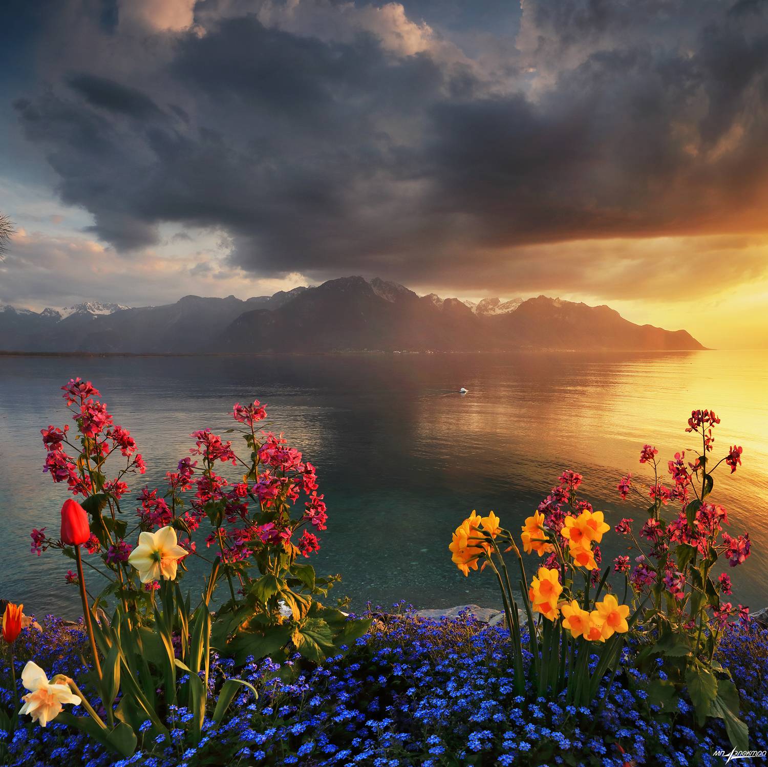 swiss,швейцария,весна,горы,женевское озеро,цветы,montreux, Матвеев Николай