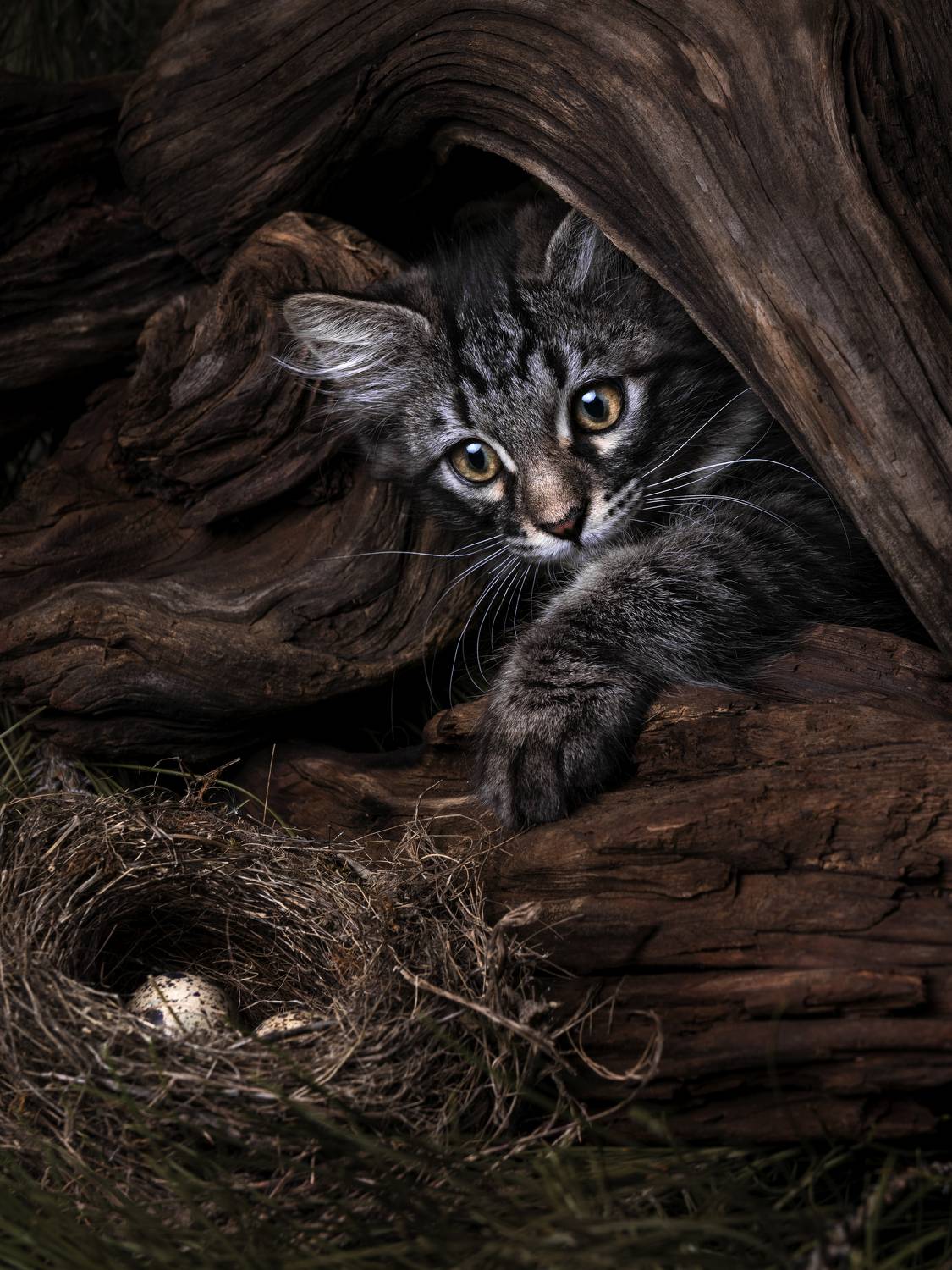 cat, кот, животное, Evgeniy Savikov