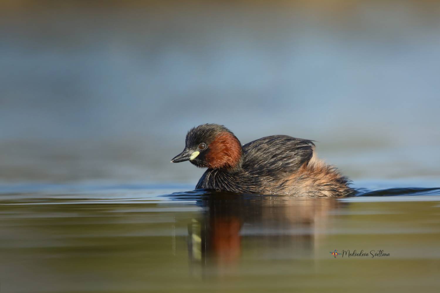 фотоохота, птица, малая поганка, Медведева Светлана