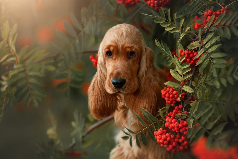 Осенняя Румба фото превью